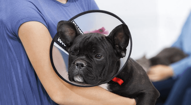 Higley Groves Animal Hospital in Mesa, AZ